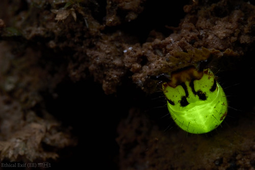 Predatory bioluminescent click beetle larva (Pyrearinus fragilis)